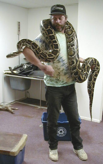 Big Burmese Python